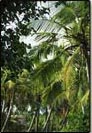 Kerala Tourism India