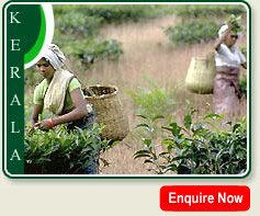 Cardamom Plantation - Munnar