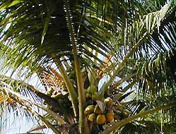 Coconut Palms - Kerala