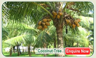 Coconut Tree