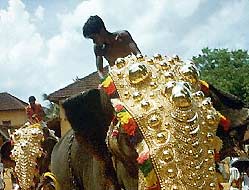 decorated Elephants during Festivals - Kerala