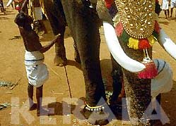 decorated Elephants during Festivals - Kerala