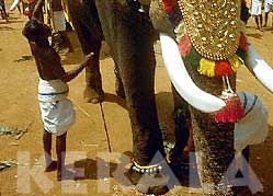 Decorated Elephant of Shiva during Kerala Festival