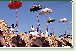 Elephants are revered in Kerala during special festivals like famous Pooram Festival