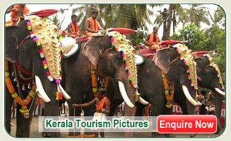 Kerala Elephants