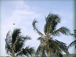 Kovalam Bay