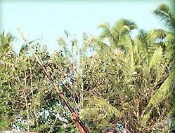 A man poles a boat on the Trivandrum backwaters