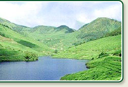 Valley of Munnar