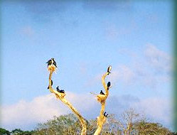 Periyar Wild Life - Kerala