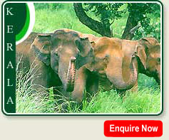 Elephant in Periyar Wildlife