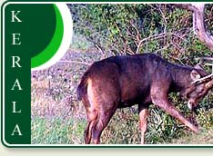 Sambar in Periyar