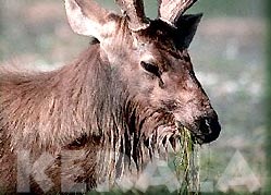 Sambar in Periyar wild life