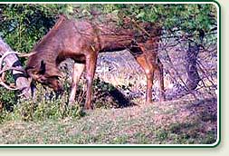 Sambar in Periyar