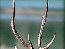 Sambar in Periyar wild life