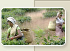 Tea Garden & Spice Tour 