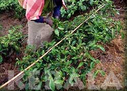 Tea Picker Women in the fields