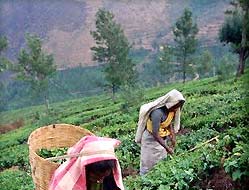 Tea Picker Women in Tea Plantation Fields