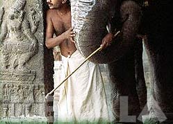 Decorated Temple Elephant