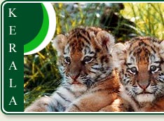 Thekkady Tiger Cubs