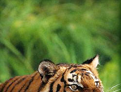 Tiger Snarling - Thekkady Tiger Reserve