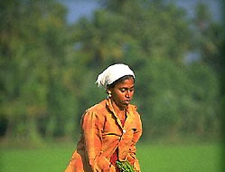 Woman Harvesting in Rice Fields