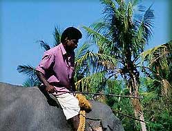 Working  Elephant - Kerala