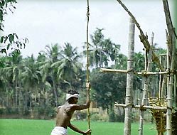 Working man in fields